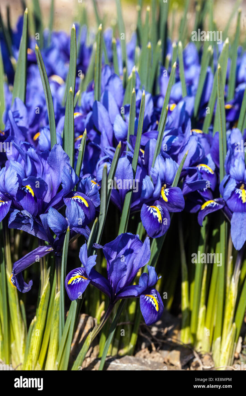 Blue Iris reticulata 'Harmony' Stockfoto