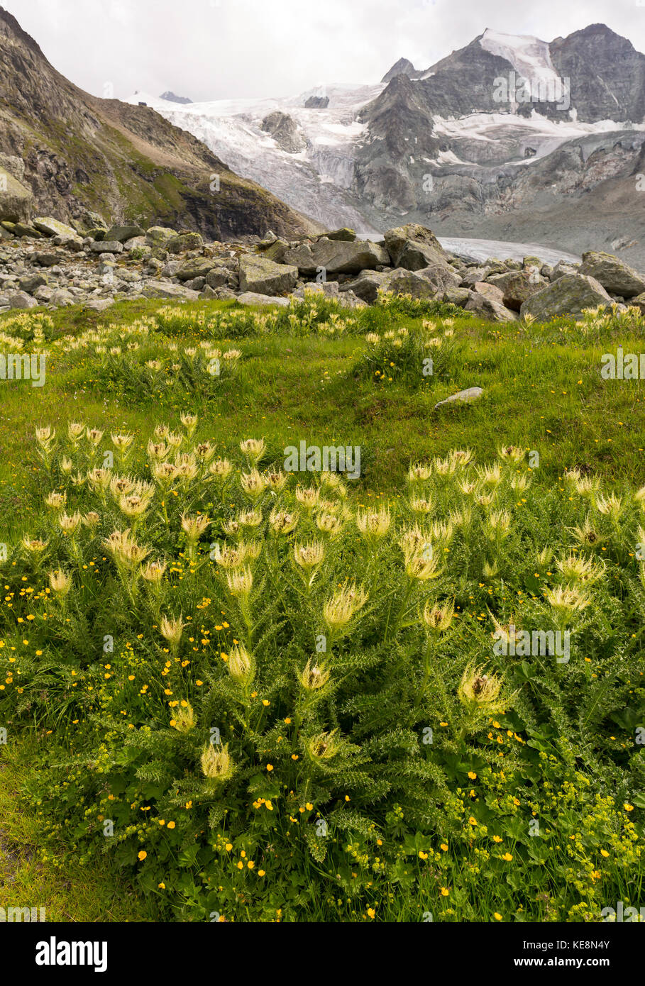 Moiry Tal, Schweiz - Wildblumen in Moiry Gletscher Berglandschaft, in den Walliser Alpen im Kanton Wallis. Stockfoto