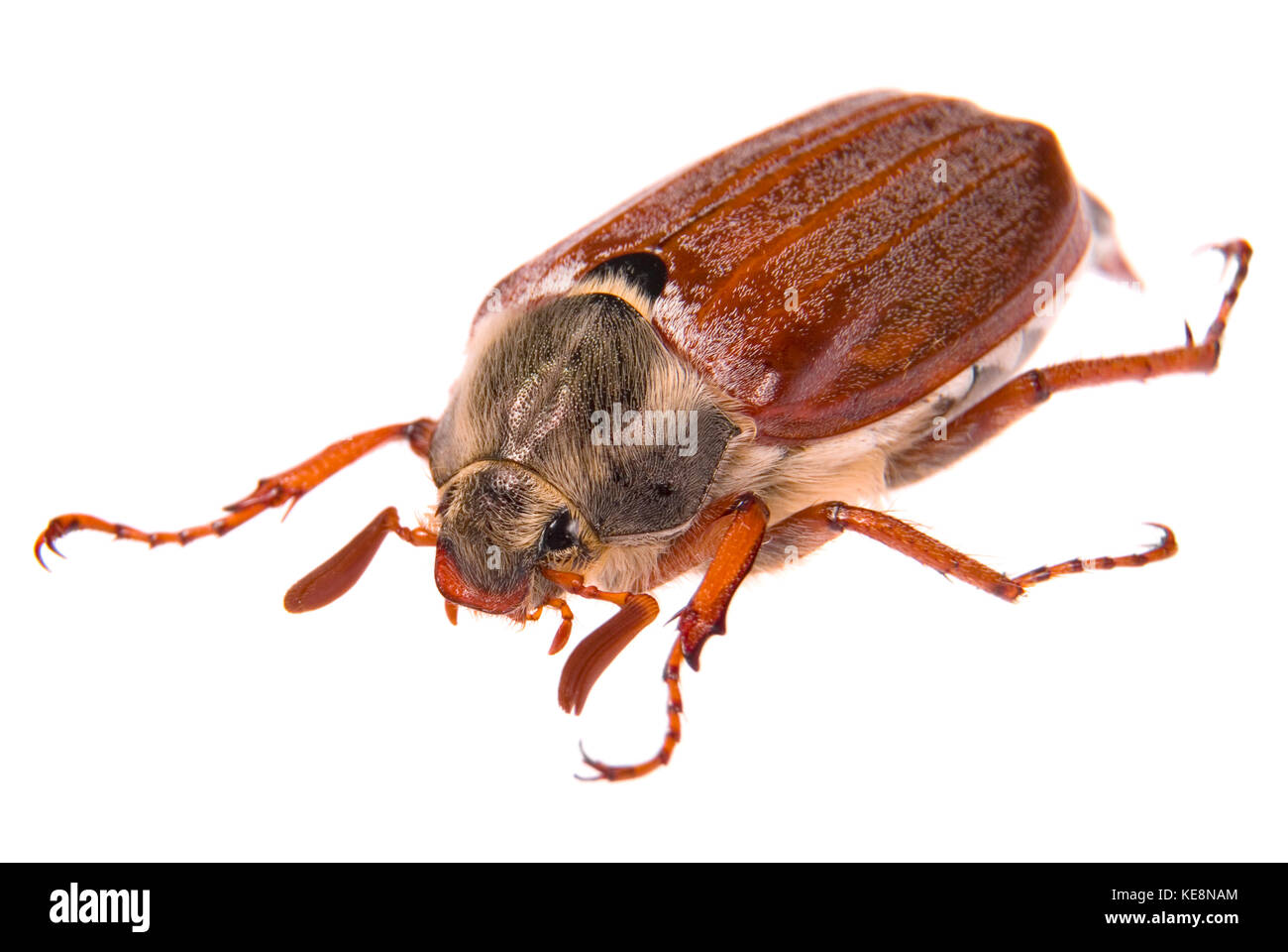 Mai bug Makro isoliert auf Weiss. seichte dof Stockfoto