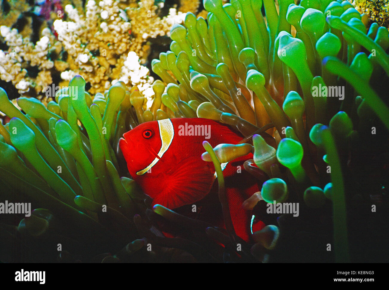 Indonesien. Sulawesi. Wakatobi. Maroon Clownfish. Stockfoto