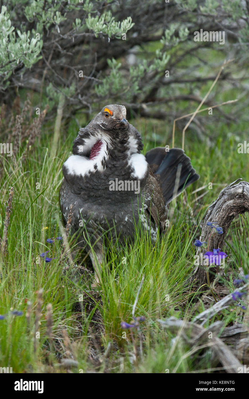 Im Yellowstone-Nationalpark während der Frühjahrszuchtsaison Stockfoto