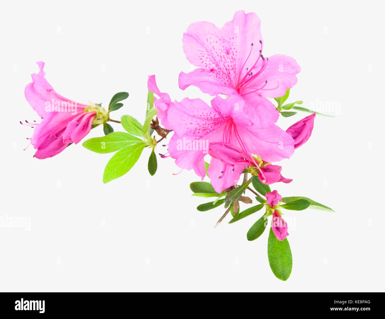 Isolierte Rosa Azalee Blüten. Stockfoto