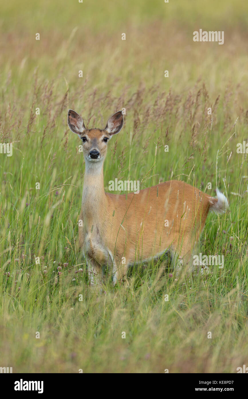 Whitetail deer, doe im Sommer Stockfoto