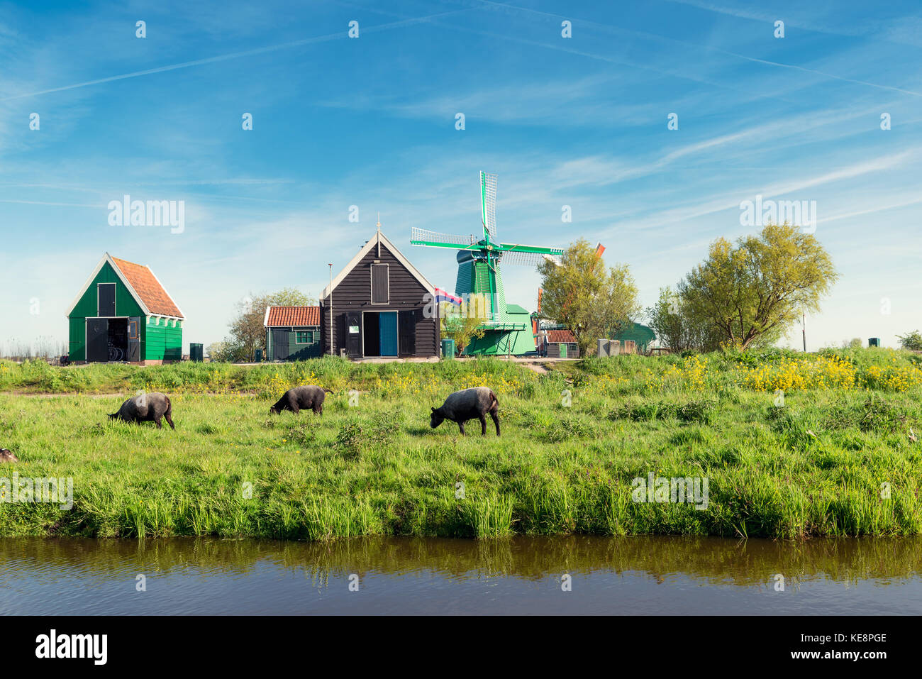 Landschaft der traditionelle holländische Windmühlen und Farm in der Nähe von Amsterdam, Niederlande, Europa Stockfoto
