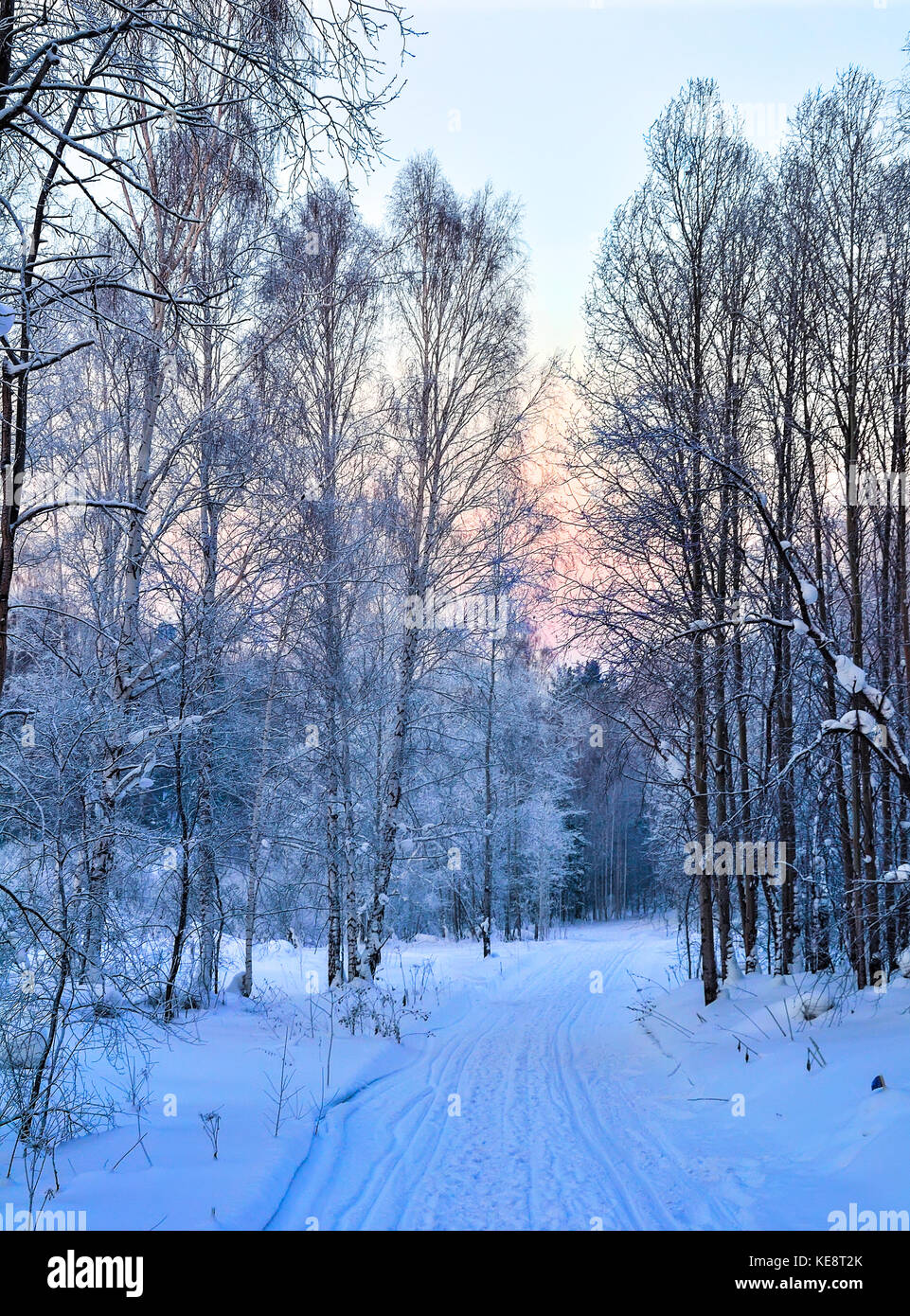 Sanfter Winter rosa Morgen auf einem verschneiten Wald Straße mit Fußspuren und Ski auf dem Schnee geht in die Ferne - Schöne weiche Farben des Winters Stockfoto