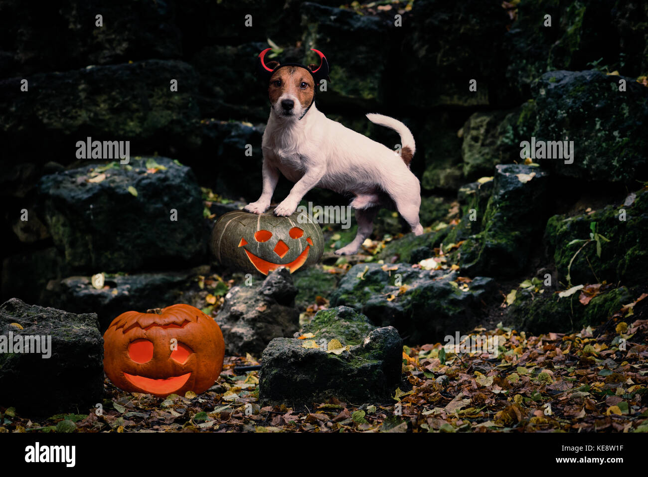 Devil Dog und Halloween Kürbisse an der Ruine der Burg als Haunted House Stockfoto