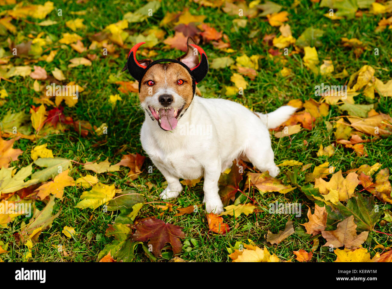Glücklicher Hund als Halloween Teufel mit Red blaze Augen und Hörner Stockfoto