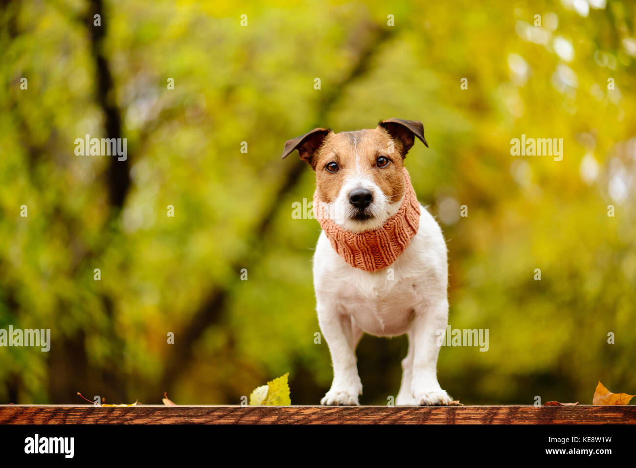 Hund im Herbst (Herbst) Park mit üppiger Begrünung Hintergrund Stockfoto
