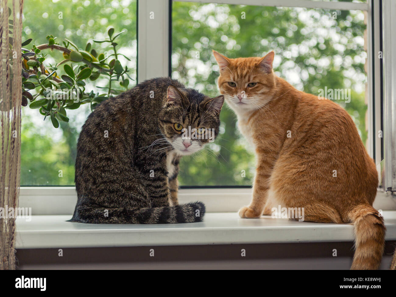 Zwei schöne Katze aalen sich in der Sonne auf der Fensterbank Stockfoto