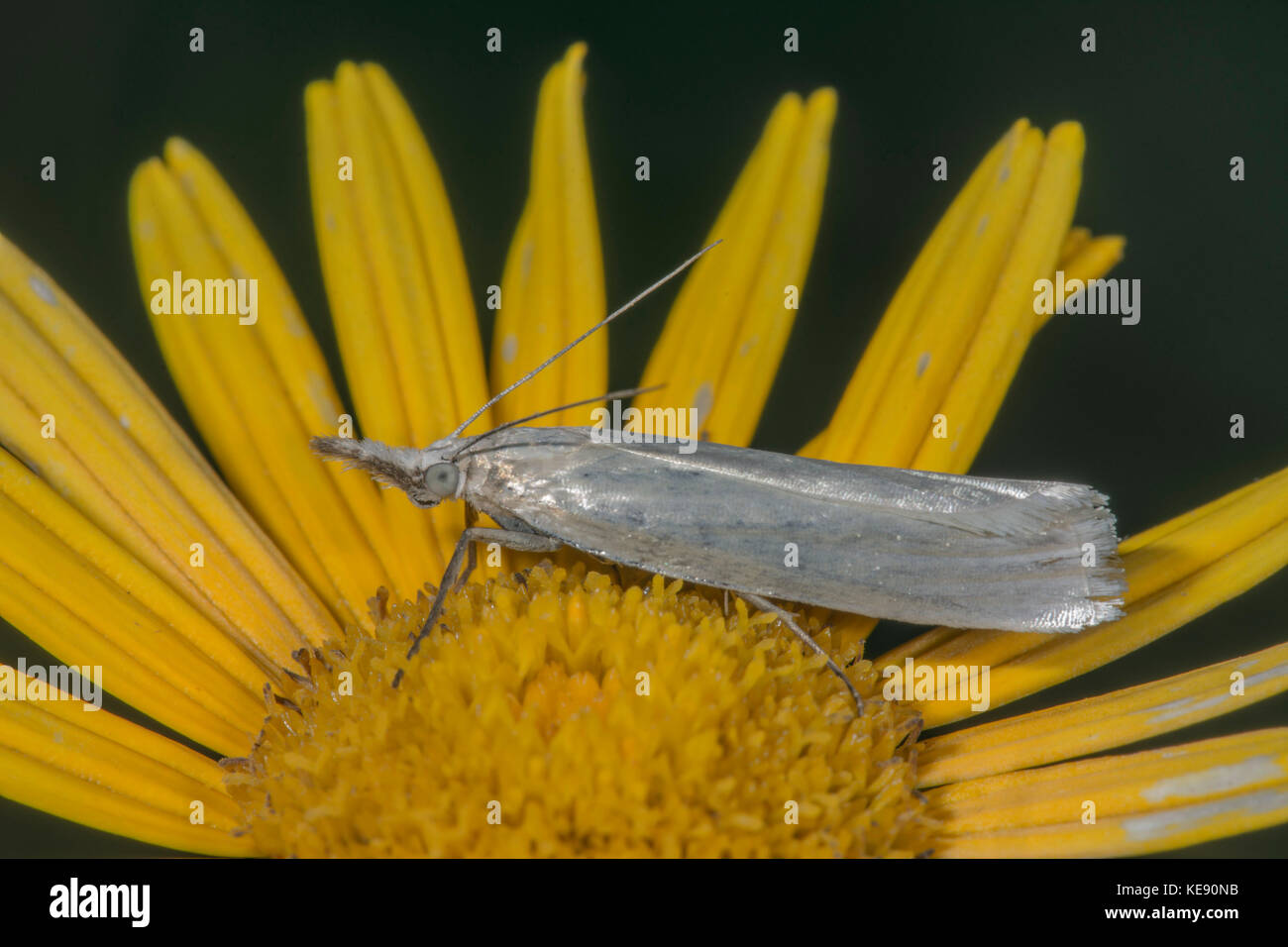 Motte (Crambus perlella) auf Whorled - Veilchen (Coreopsis verticillata), Untergröningen, Baden-Württemberg, Deutschland Stockfoto