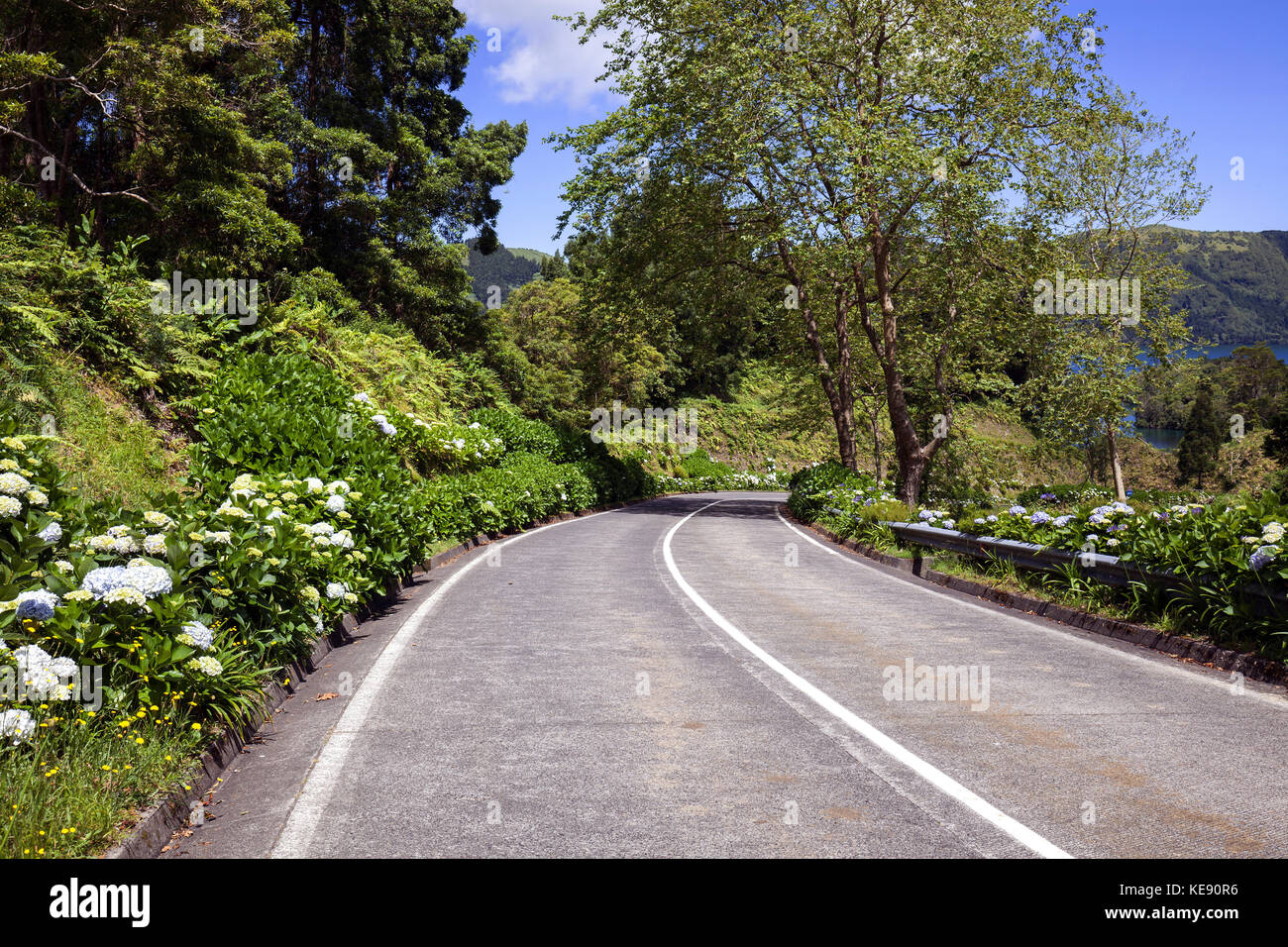 Straße im Vulkankrater Sete Cidades, am Straßenrand Hortensias (Hydrangea), São Miguel, Azoren, Portugal Stockfoto