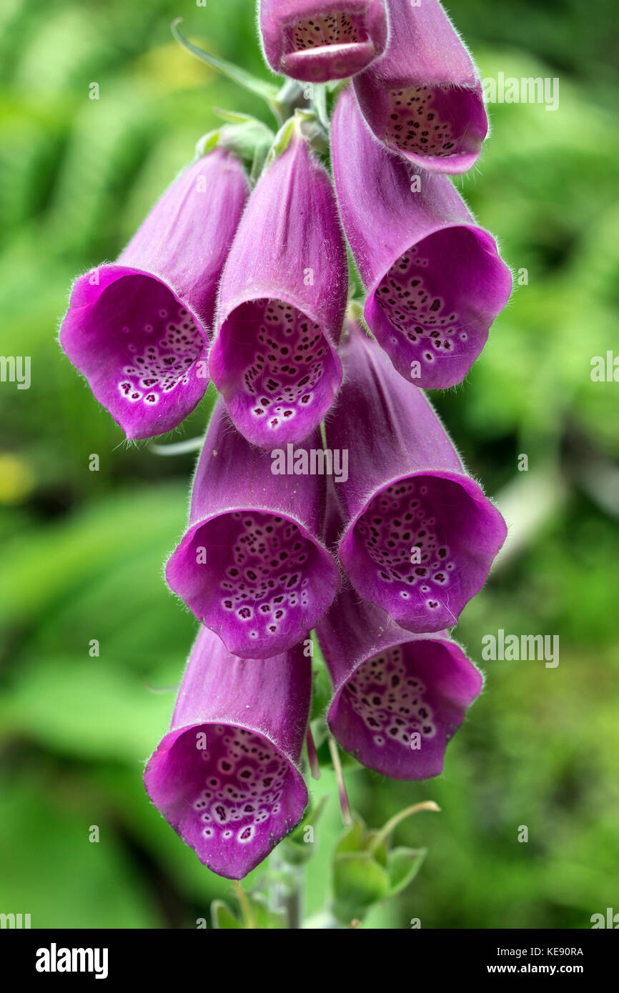 Rote Blüte, gewöhnlicher Fuchshandschuh (Digitalis purpurea), São Miguel, Azoren, Portugal Stockfoto