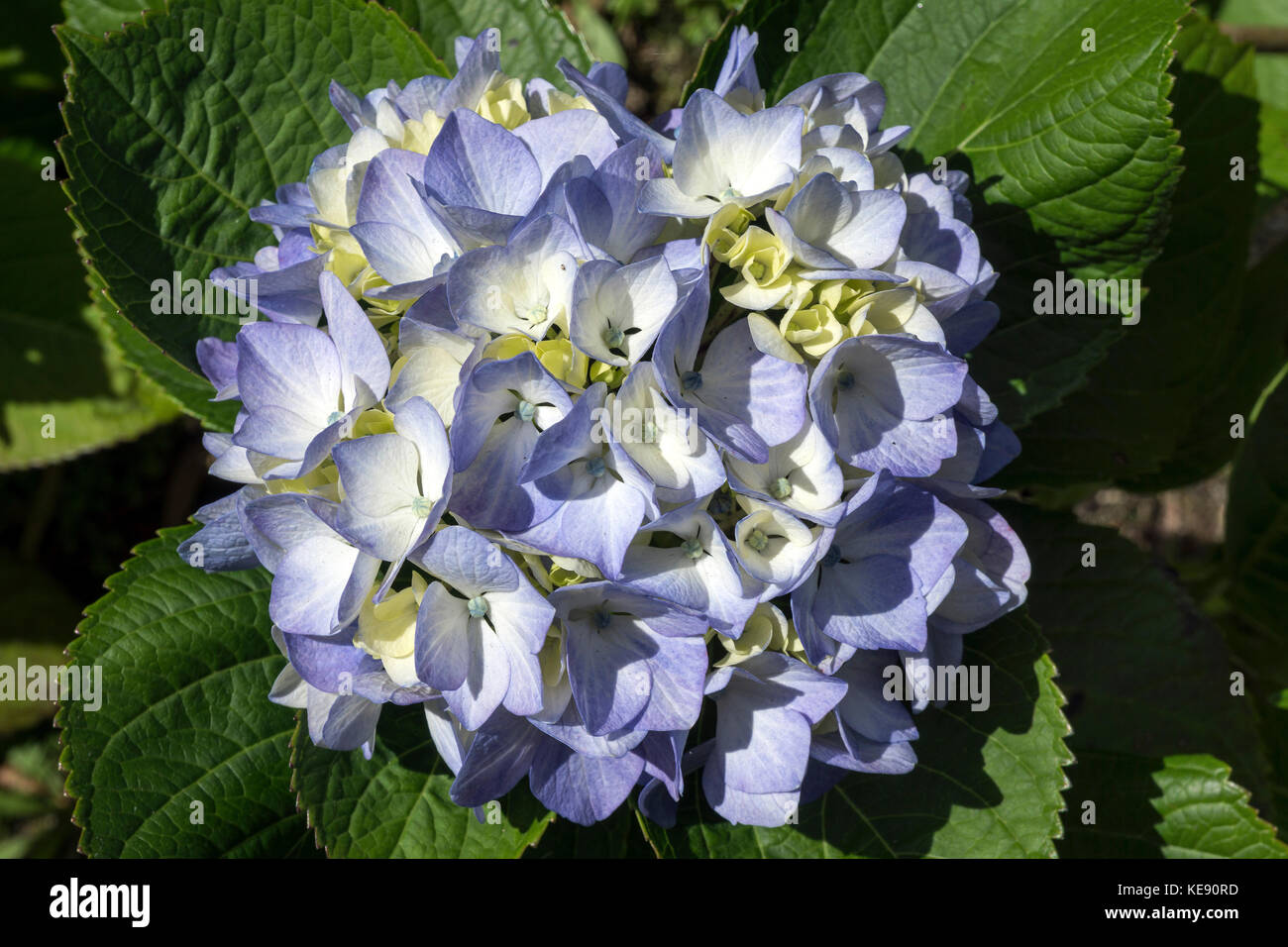 Blaue Blüte einer Hortensie (Hydrangea), São Miguel, Azoren, Portugal Stockfoto
