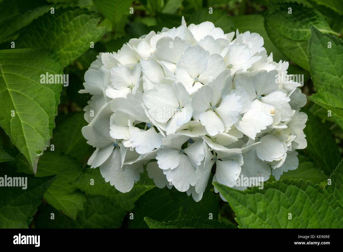 Weiße Blüte einer Hortensie (Hydrangea), São Miguel, Azoren, Portugal Stockfoto