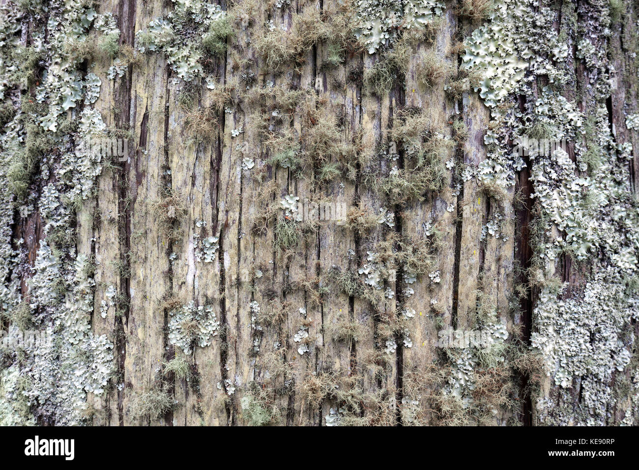 Moos und Flechten auf einem Baumstamm, São Miguel, Azoren, Portugal Stockfoto