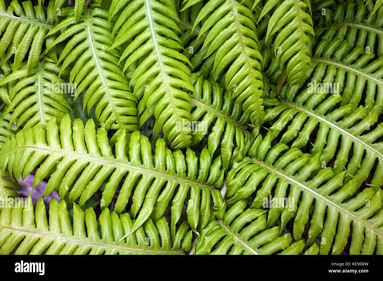 Hard- fern (Blechnum spicant), São Miguel, Azoren, Portugal Stockfoto