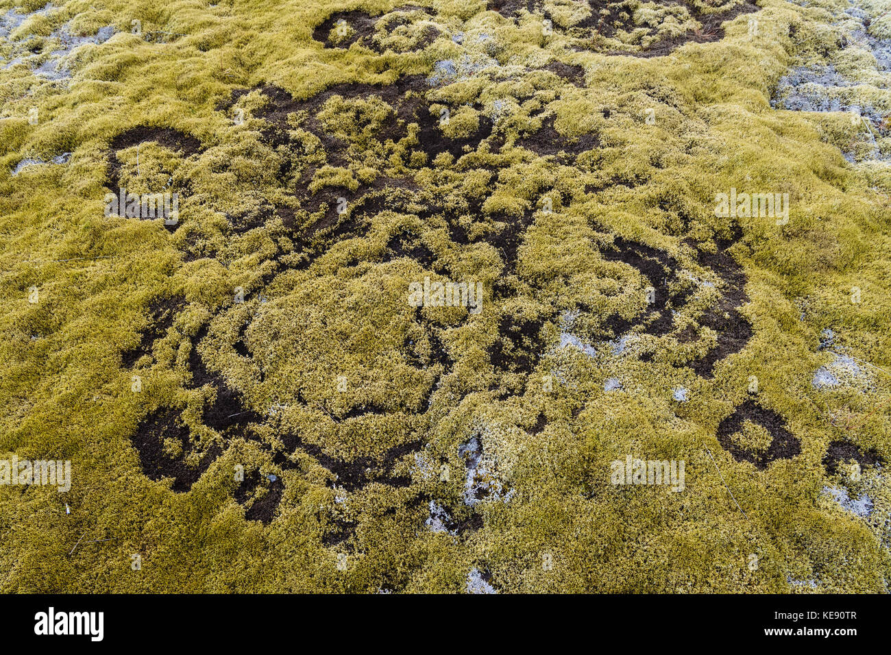 Fairy Ring im Moos, Hellisheiði, Northern Island, Island Stockfoto