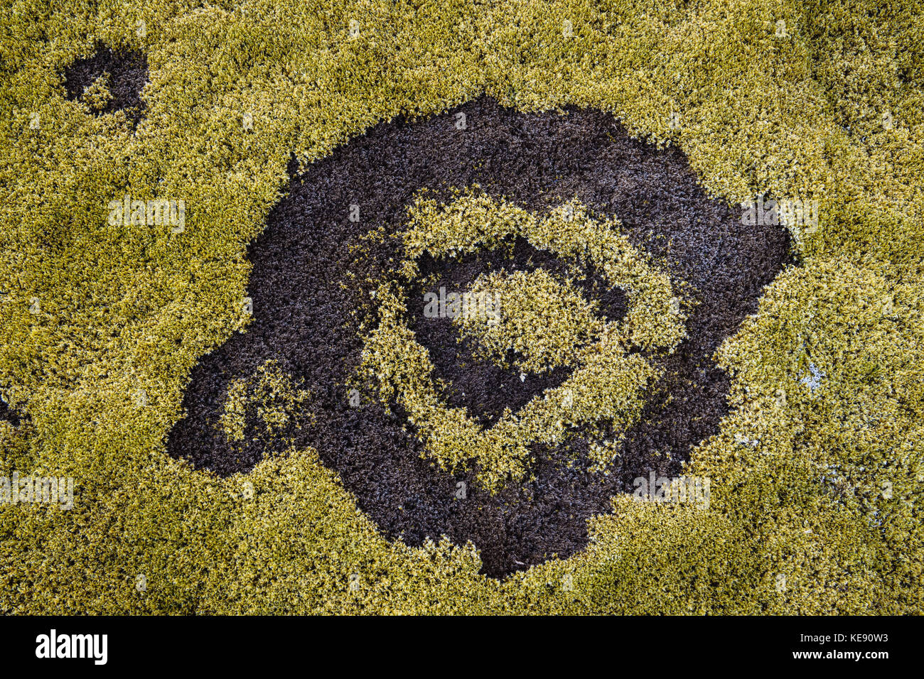 Fairy Ring im Moos, Hellisheiði, Northern Island, Island Stockfoto