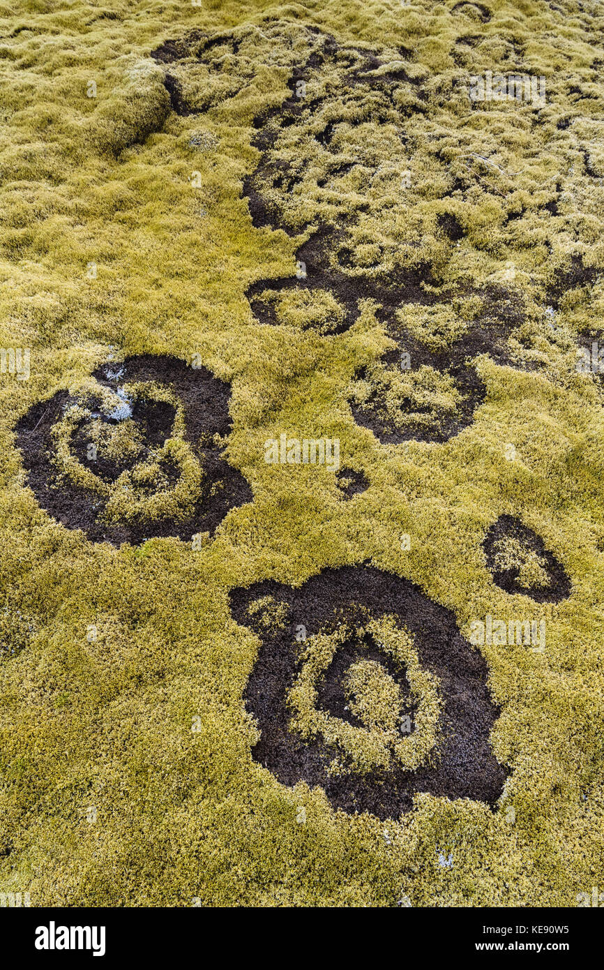 Fairy Ring im Moos, Hellisheiði, Northern Island, Island Stockfoto