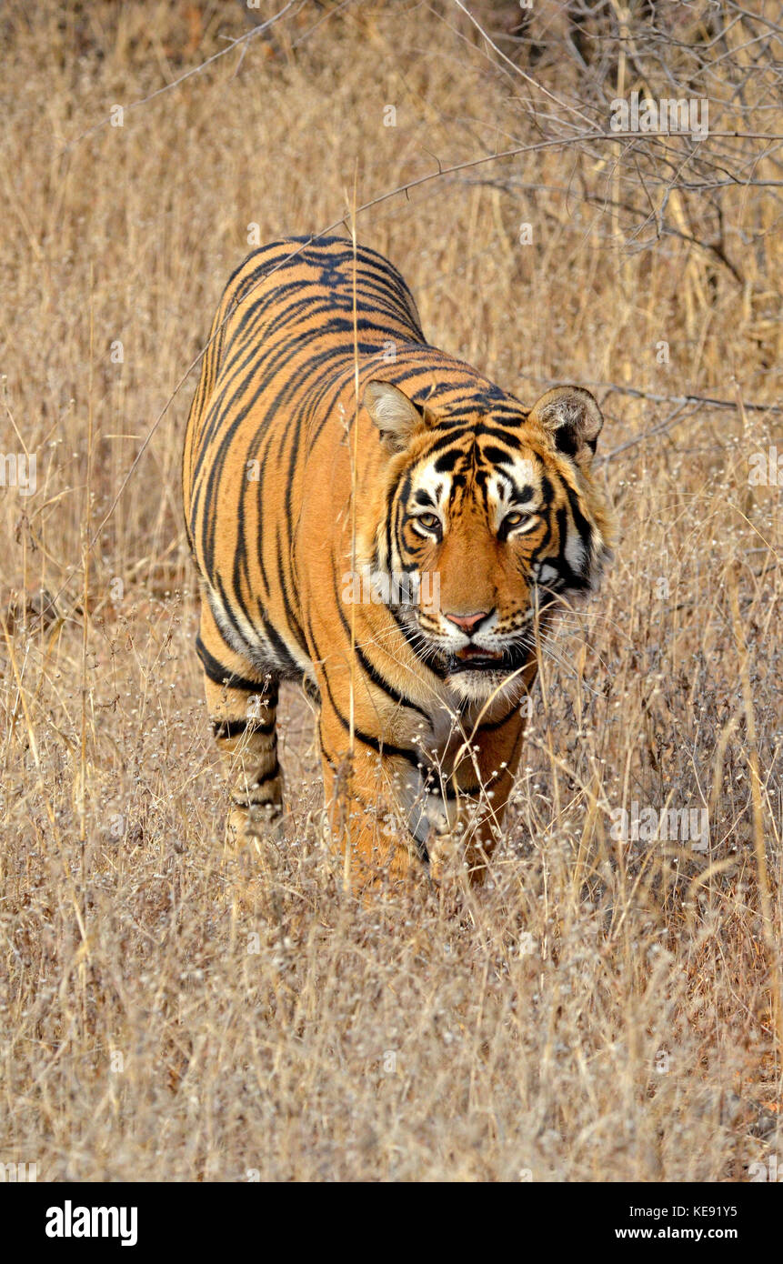 Bengal Tiger, Ranthambore Nationalpark Stockfoto