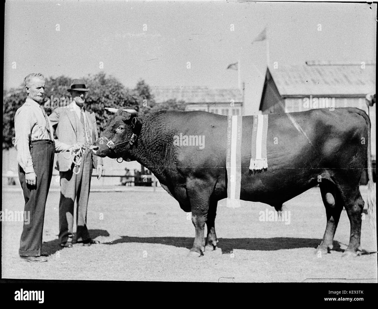 36077 Royal Agricultural Show Stockfoto