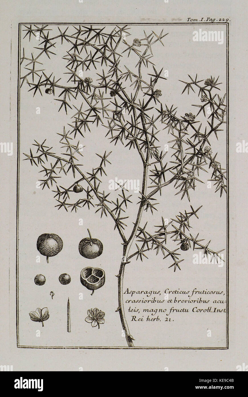 Eine botanische Beschreibung der Spargelart Creticus fruticosus, gekennzeichnet durch ihre dicken, kurzen und scharf spitzen Stiele und großen Früchte, wie in Joseph Pitton de Tourneforts Werk über Pflanzen von 1717 erwähnt. Stockfoto