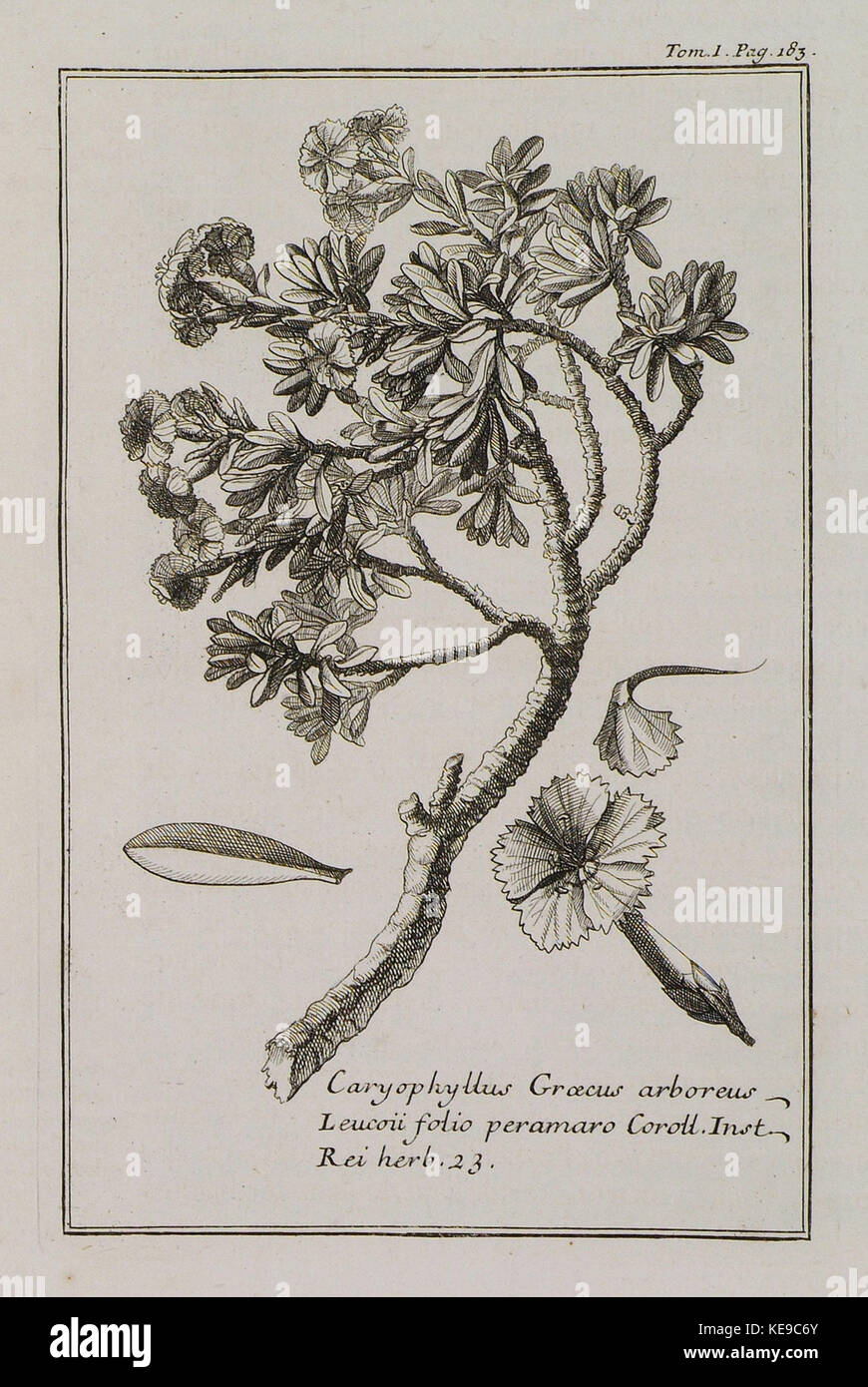 Diese botanische Illustration zeigt caryophyllus Graecus arboreus, eine Art, die 1717 von Joseph Pitton de Tournefort beschrieben wurde. Das detaillierte Bild zeigt die charakteristischen Blüten und Blätter der Pflanze. Stockfoto