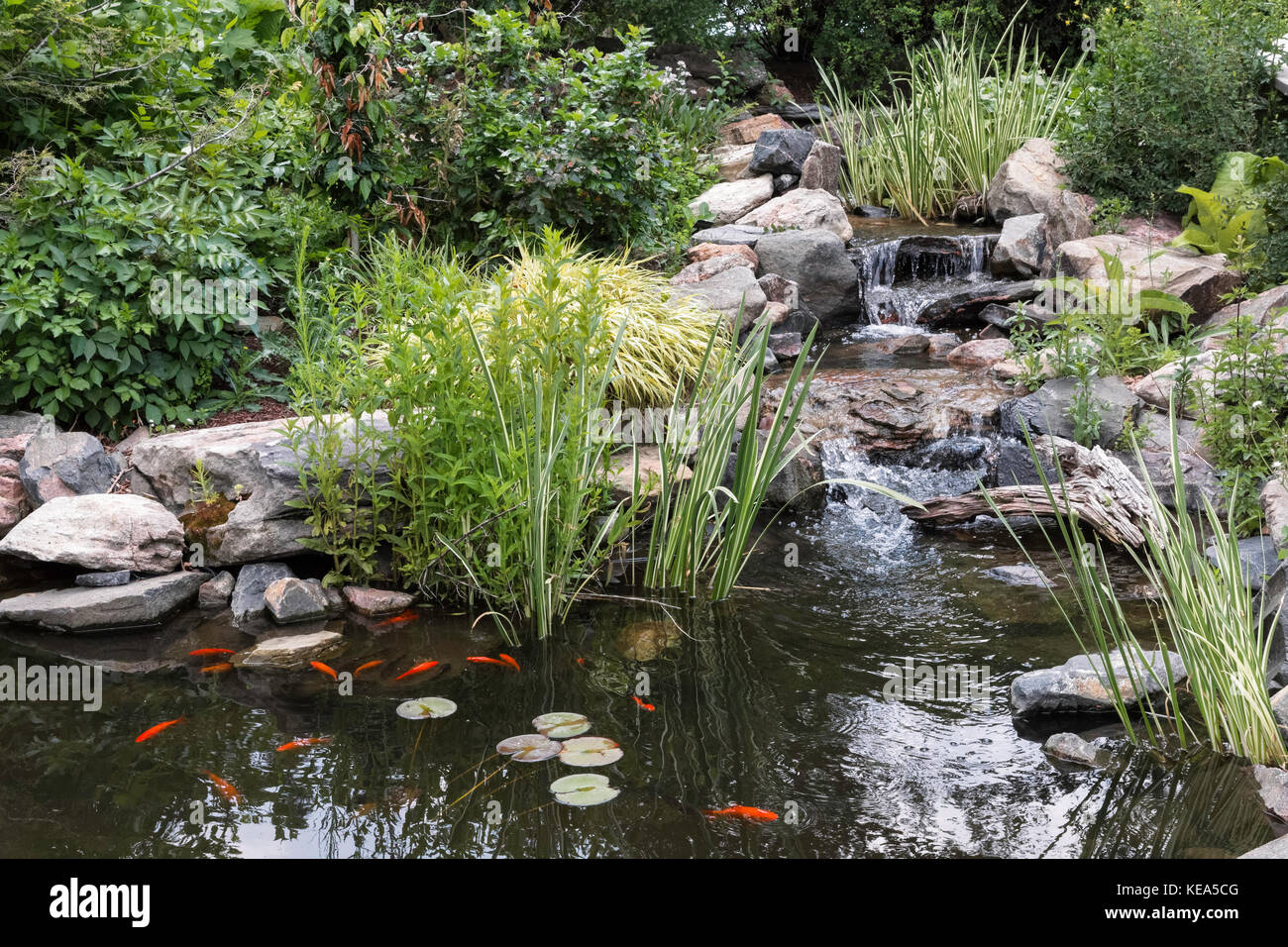 Garten stream, Denver Botanic Gardens, Denver, Colorado, USA Stockfoto