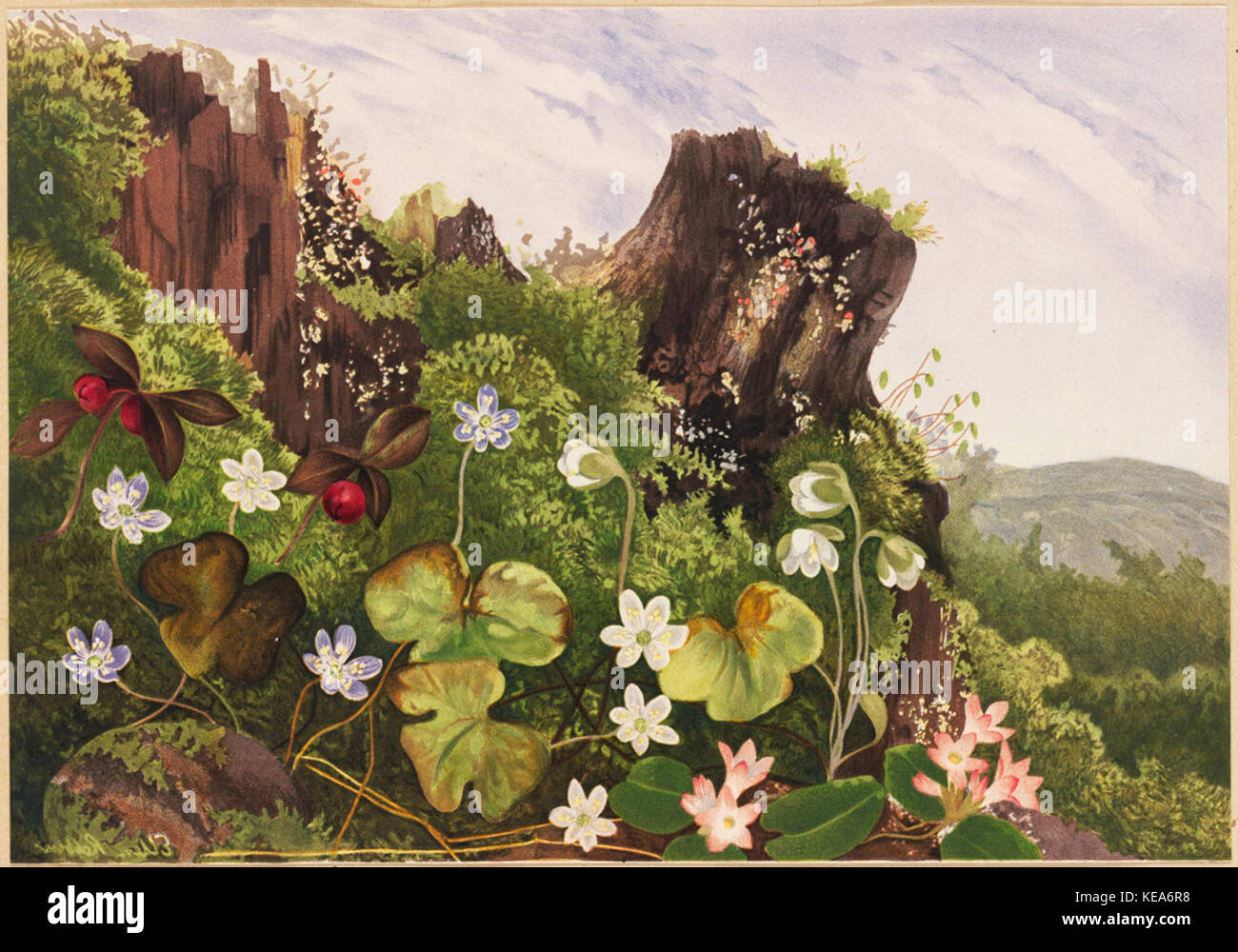 Wilde Blumen Nr. 2 (Boston Public Library) Stockfoto