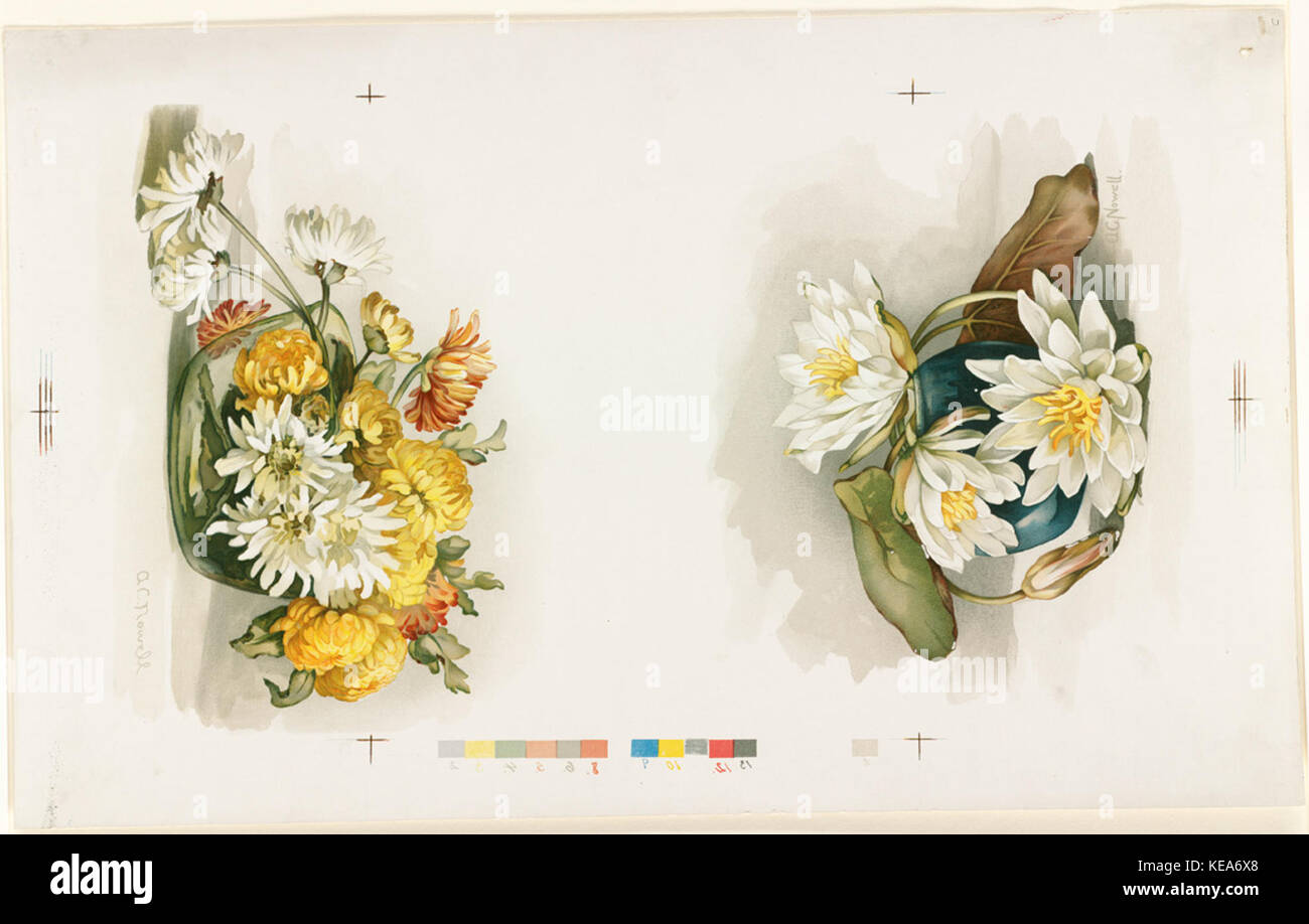 Zwei Drucke der Chrysanthemen durch Boston Public Library Stockfoto