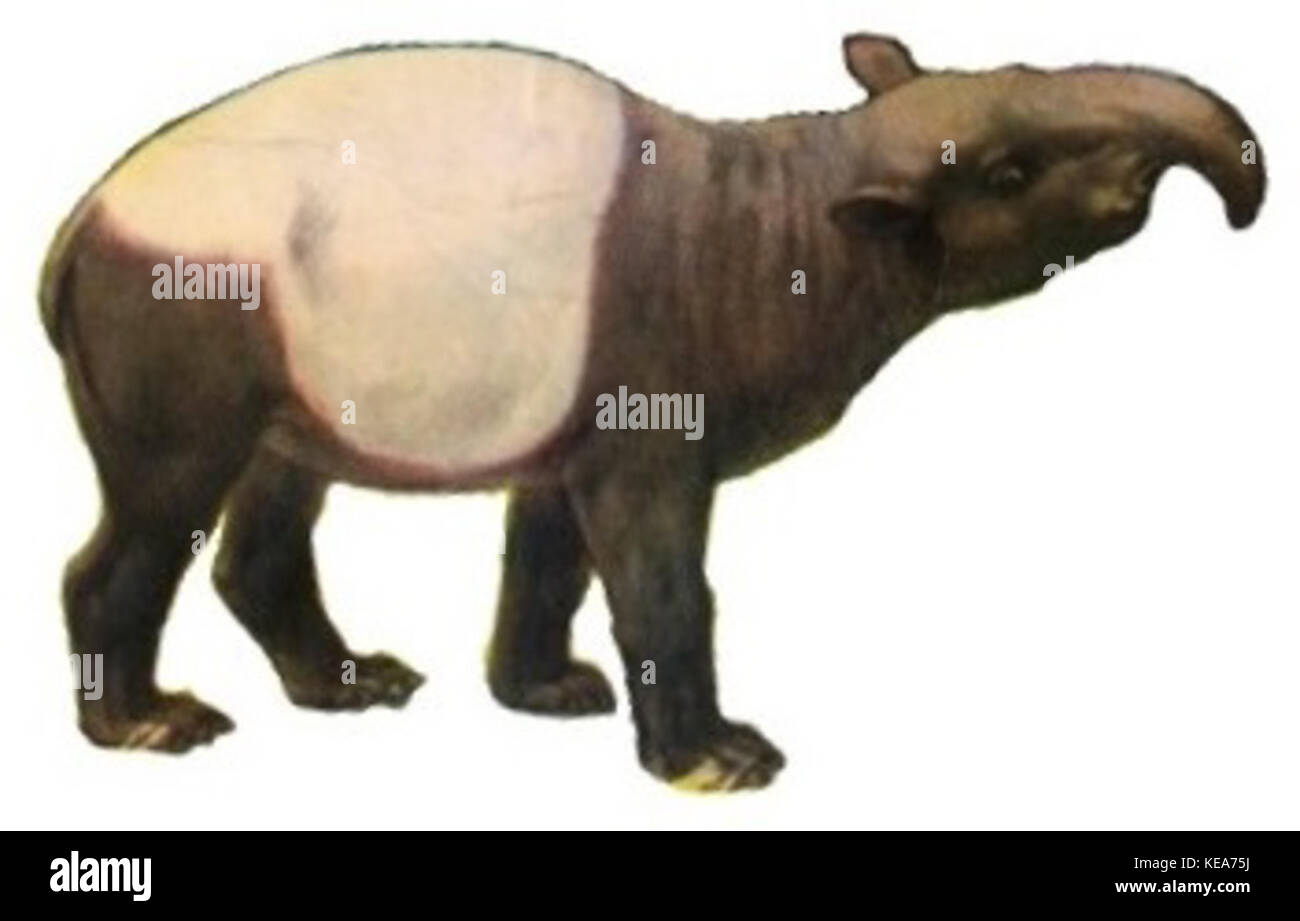 Ein Foto eines Tapirs, aufgenommen auf einem weißen Hintergrund. Das Bild hebt die charakteristischen Merkmale des Tieres hervor, einschließlich seines großen Körpers, seiner kurzen Beine und seiner langen Schnauze, die typisch für die Tapir-Art ist. Stockfoto