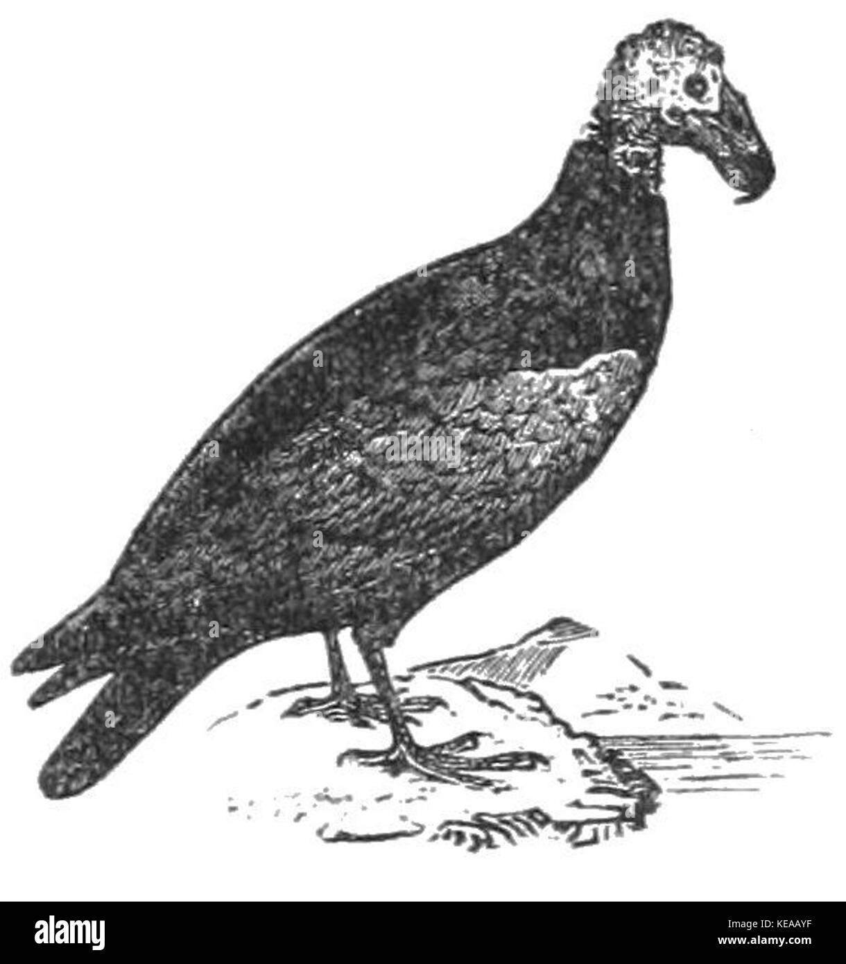 Dieses Bild zeigt die TLM D185 A Zopilote, ein Flugzeugmodell. Das Flugzeug ist für seine einzigartigen Merkmale und seine historische Bedeutung in der Luftfahrt bekannt, insbesondere während des frühen 20. Jahrhunderts. Stockfoto