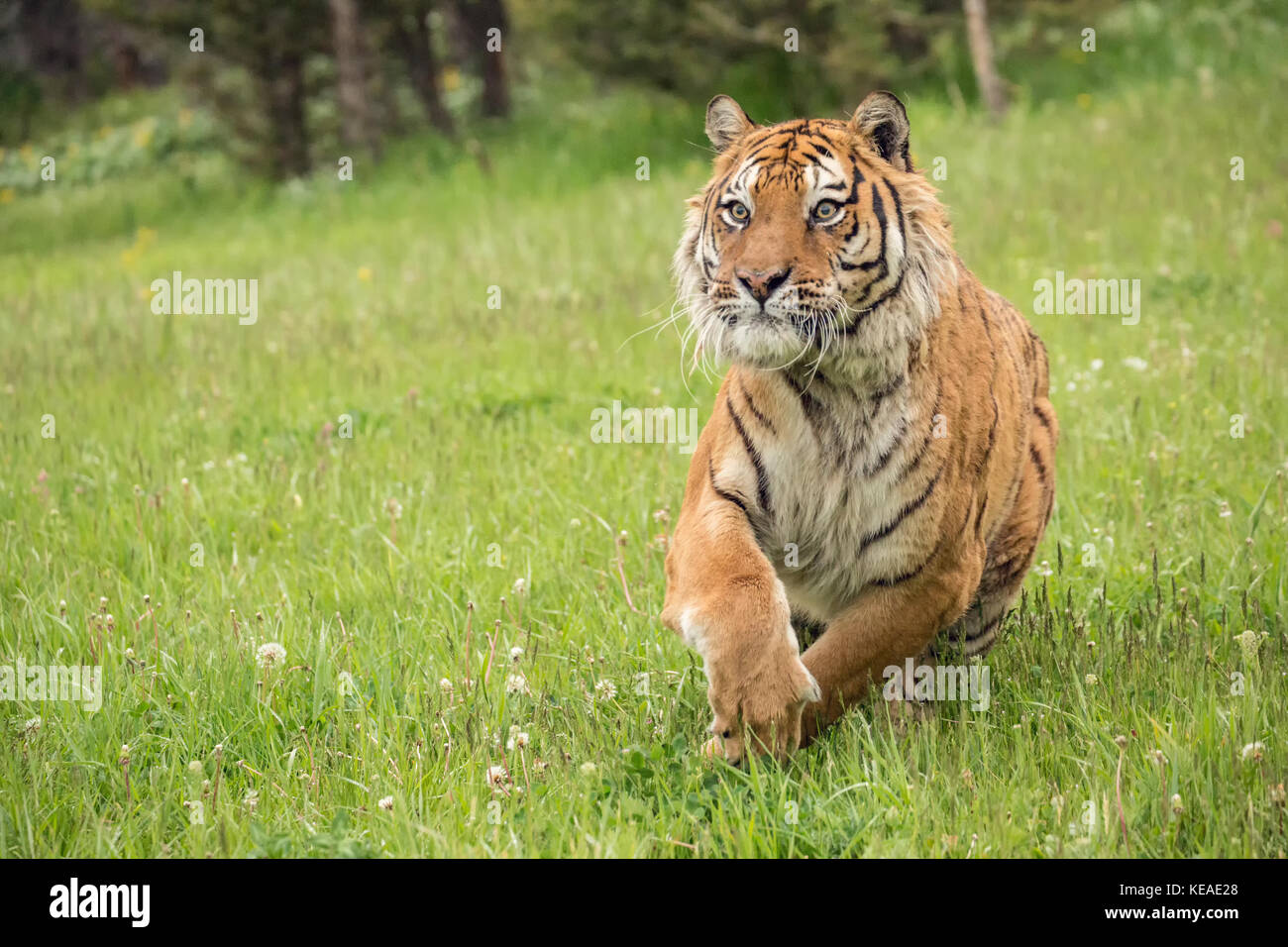 Sibirische Tiger in einer Wiese in Bozeman, Montana, USA. Captive Tier. Stockfoto