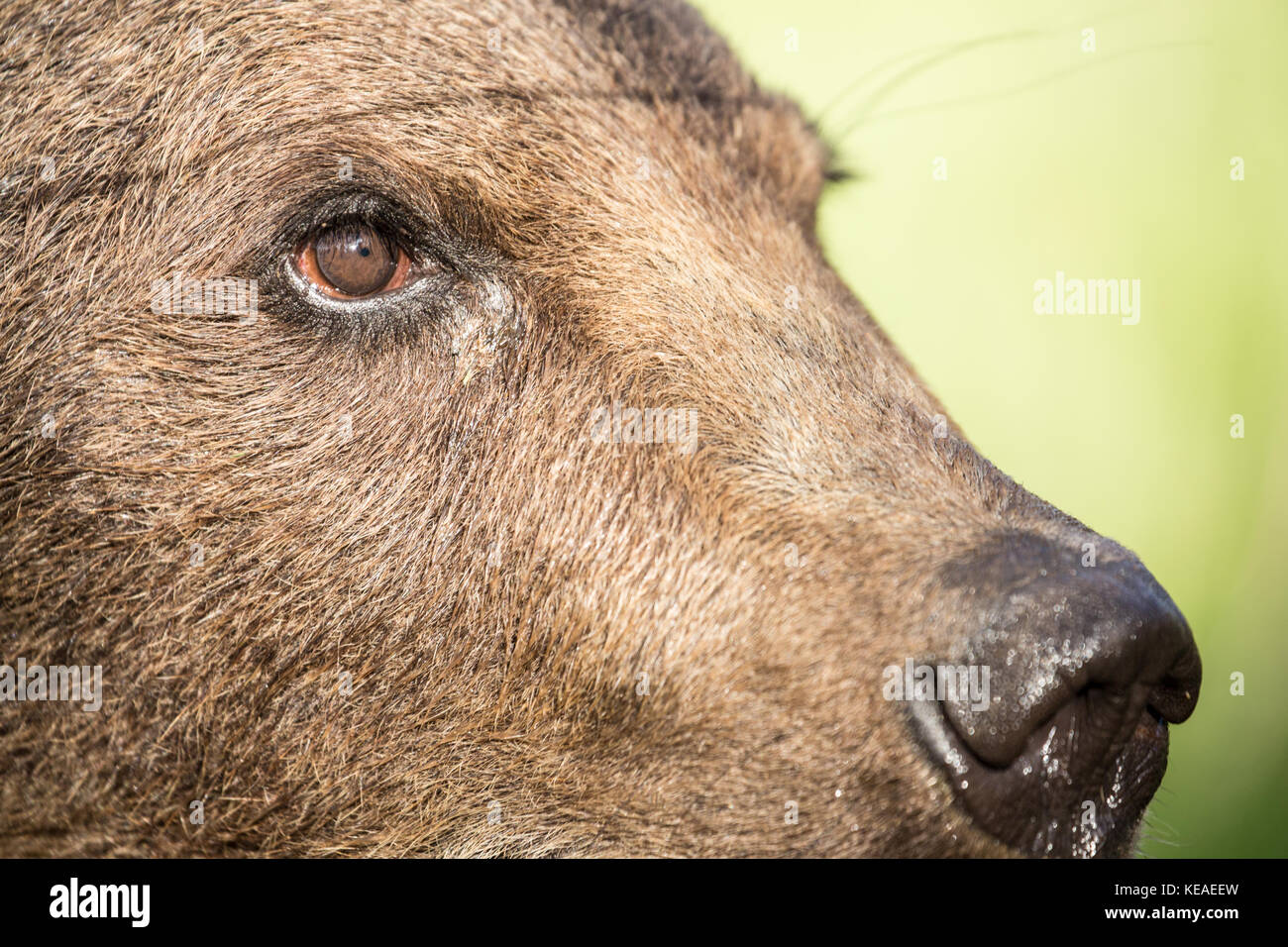 Nahaufnahme eines Grizzly Bear's Gesicht in der Nähe von Bozeman, Montana, USA. Captive Tier. Stockfoto