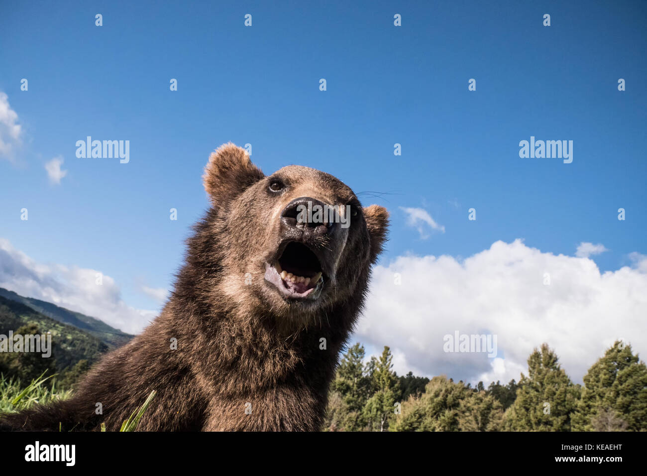 Close-up, ein Grizzly Bär in der Nähe von Bozeman, Montana, USA. Captive Tier. Stockfoto
