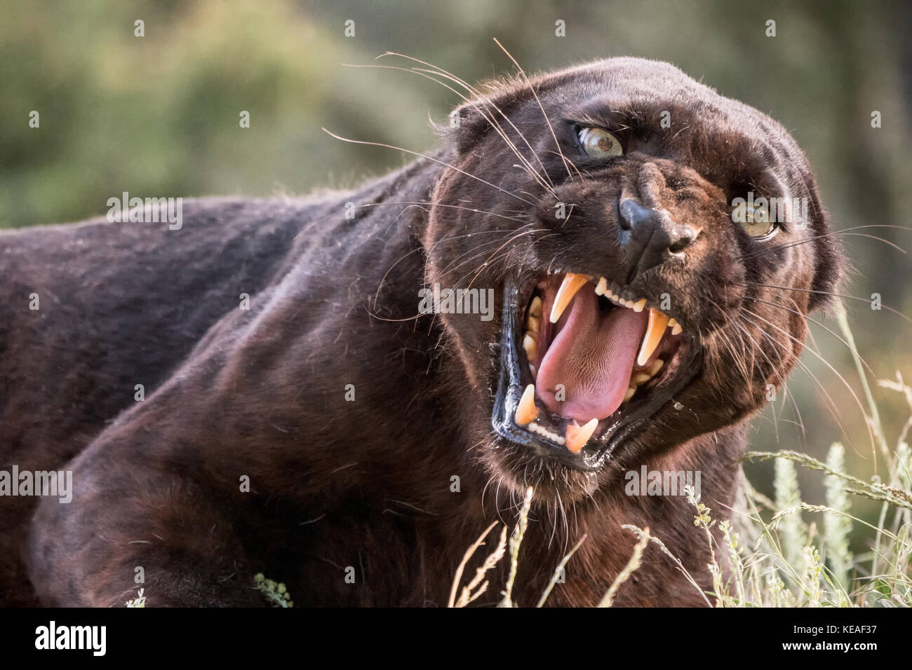 Black Panther Knurren, seine scharfen Zähne, in der Nähe von Bozeman, Montana, USA. Schwarze Panther in Amerika ist der melanistic Farbvariante schwarz Stockfoto