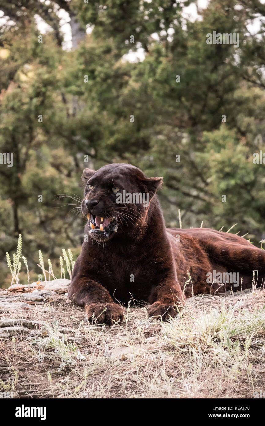 Black Panther keuchend an einem heißen Tag in der Nähe von Bozeman, Montana, USA. Schwarze Panther in Amerika ist der melanistic Farbvariante des schwarzen Jaguare (Pant Stockfoto