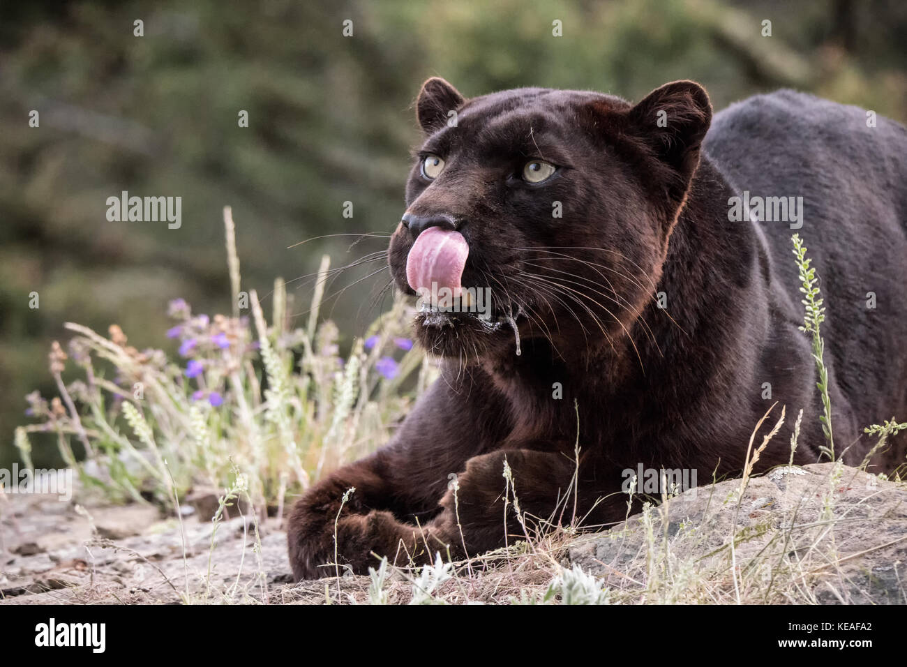 Hungrig - Suchen black panther lecken ihre Lippen in der Nähe von Bozeman, Montana, USA. Schwarze Panther in Amerika ist der melanistic Farbvariante des Schwarzen ja Stockfoto