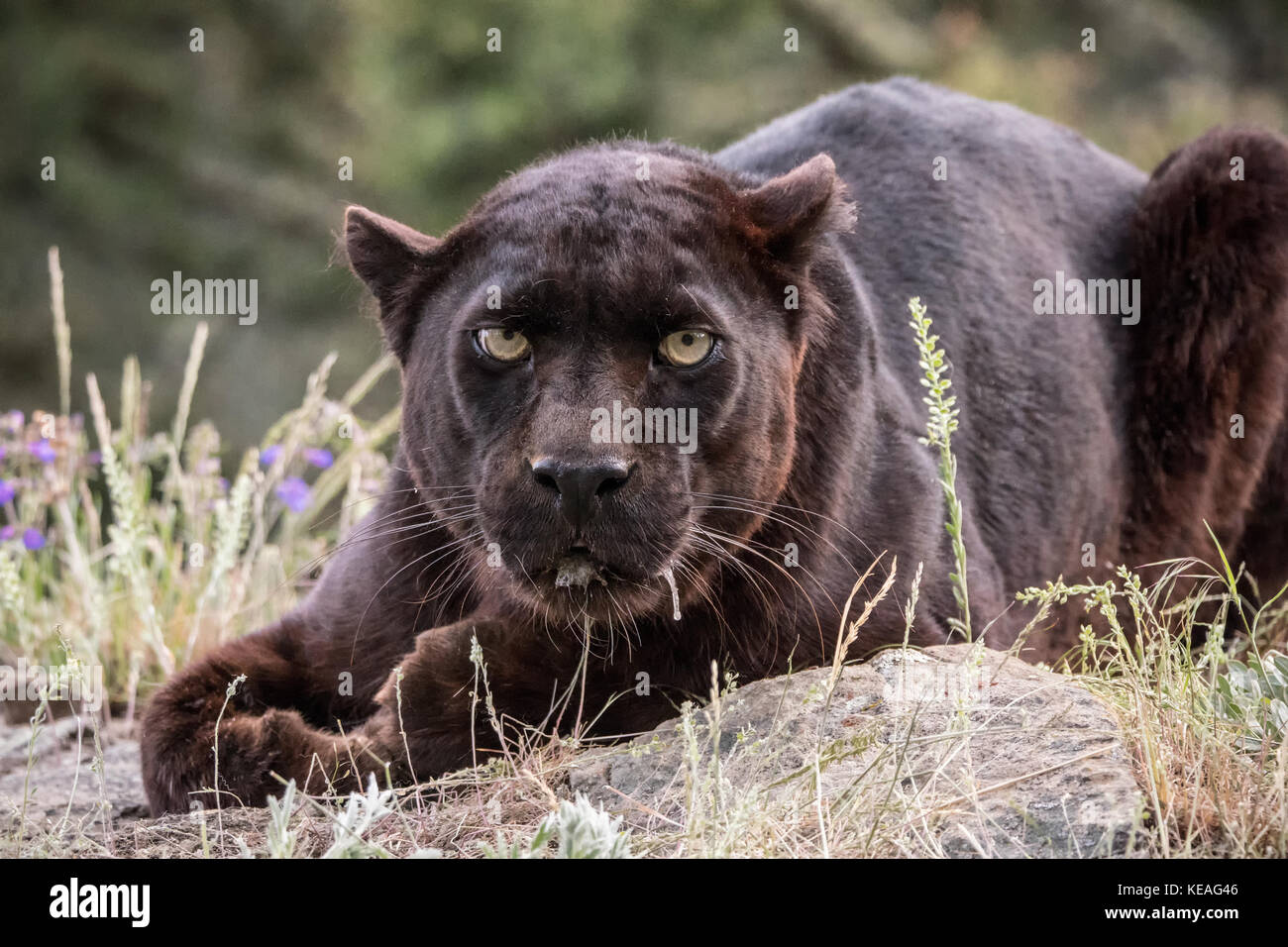 Black Panther liegend, aber sehr aufmerksam, in der Nähe von Bozeman, Montana, USA. Schwarze Panther in Amerika ist der melanistic Farbvariante des schwarzen Jaguars Stockfoto