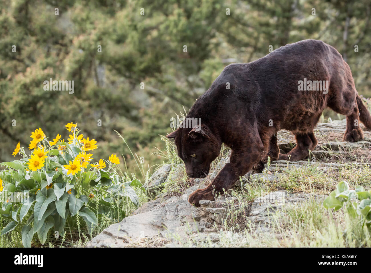 Black Panther für Essen in der Nähe von Bozeman, Montana, USA suchen. Schwarze Panther in Amerika ist der melanistic Farbvariante des schwarzen Jaguare (Panthe Stockfoto