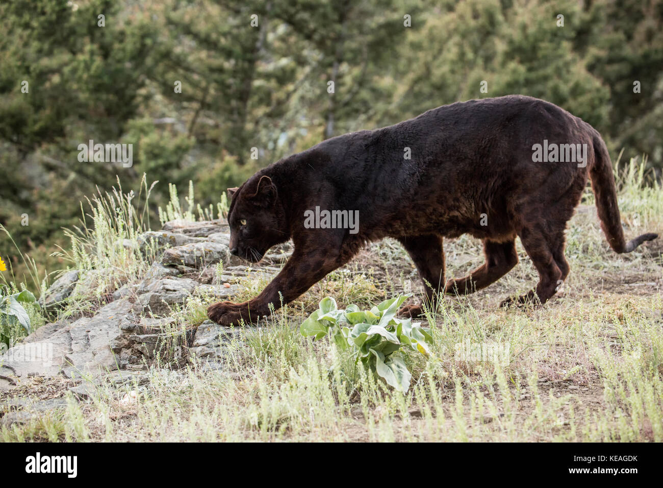 Schwarzer jaguar jäger Fotos und Bildmaterial in hoher Auflösung Alamy