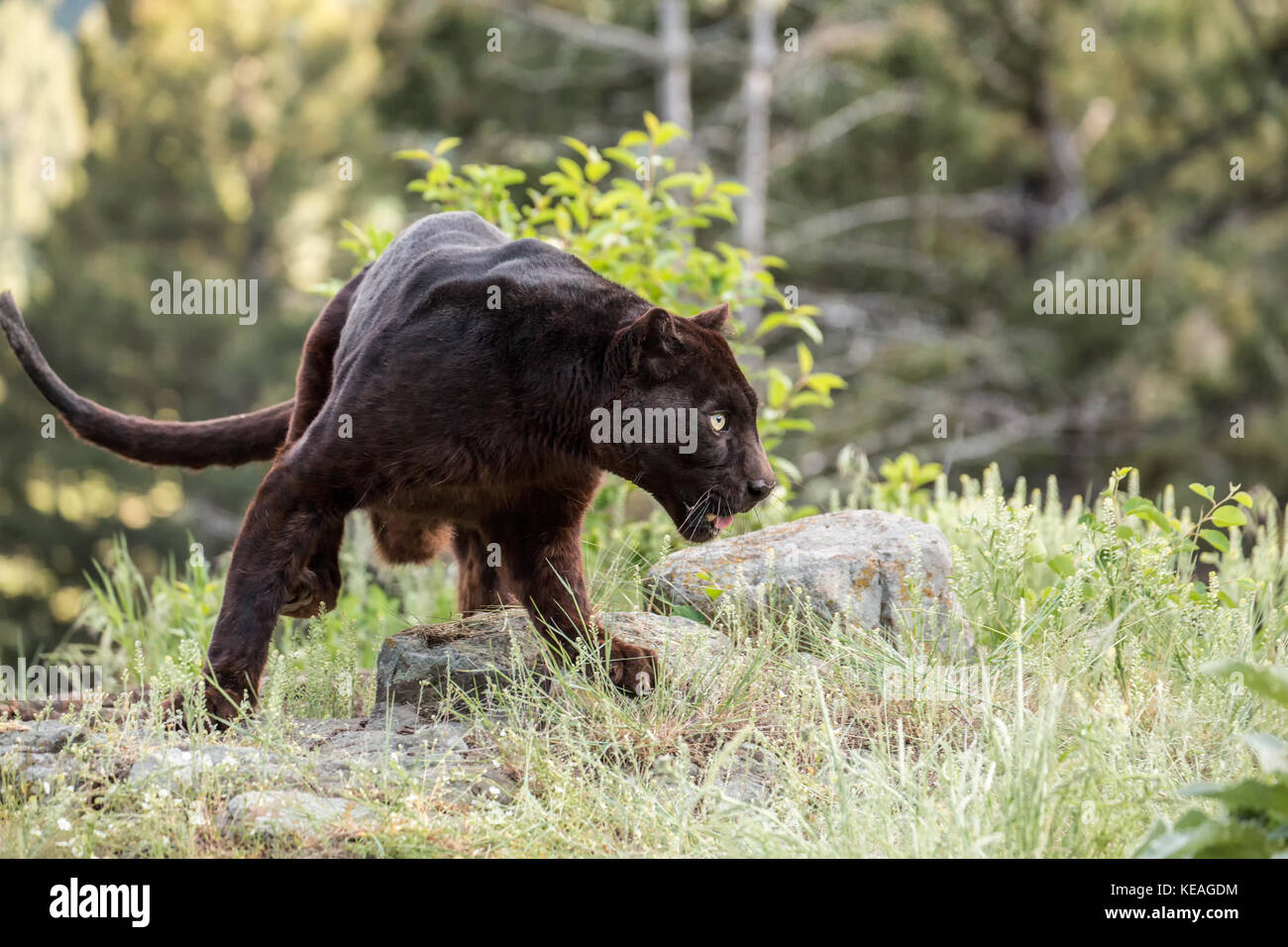 schwarzer-jaguar-j-ger-fotos-und-bildmaterial-in-hoher-aufl-sung-alamy