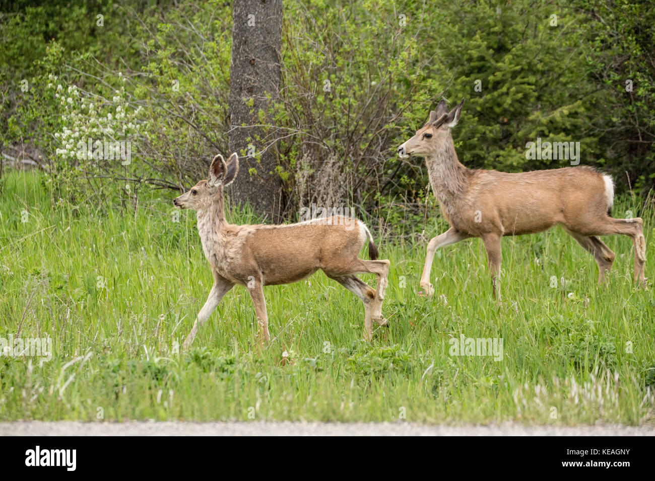 Ein Männchen und ein Weibchen Mule Deer neben einer Landstraße in der Nähe von Bozeman, Montana, USA. Stockfoto