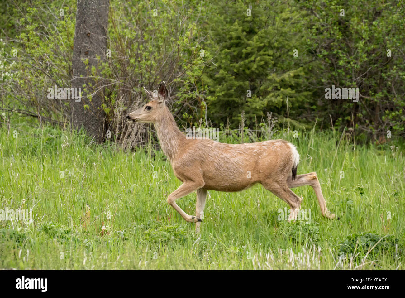 Weibliche Rehe in der Nähe einer Landstraße in der Nähe von Bozeman, Montana, USA. Stockfoto