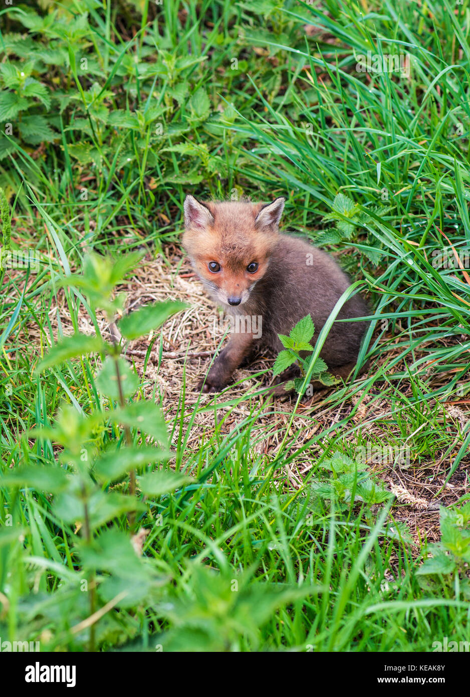 Fuchs-Jungtier. Ich habe mich beim Wandern im Filsham Reed Beds Teil des Combe Valley Country Park gefunden. Einsame und vermisste Mutter. Ein leicht lahmes Baby. Stockfoto