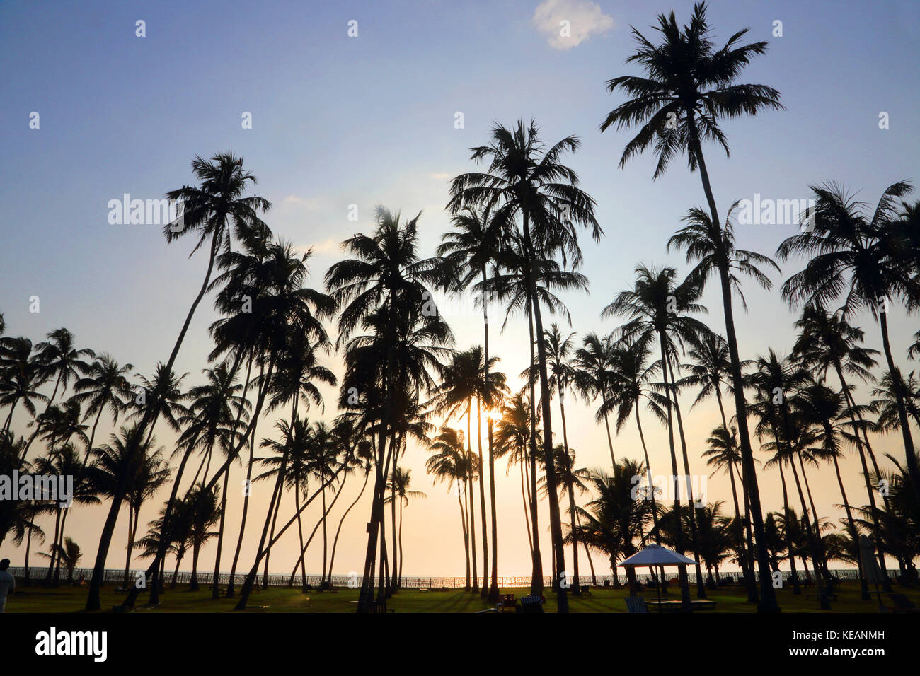 Wadduwa westliche Provinz Sri Lanka Sonnenuntergang durch Palmen im Blue Water Hotel Stockfoto