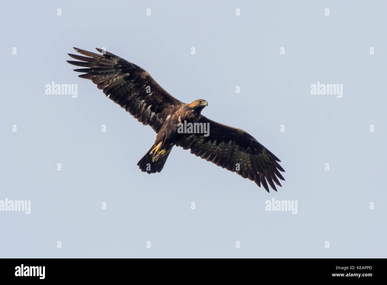 Golden Eagle in Scania in Schweden Stockfoto