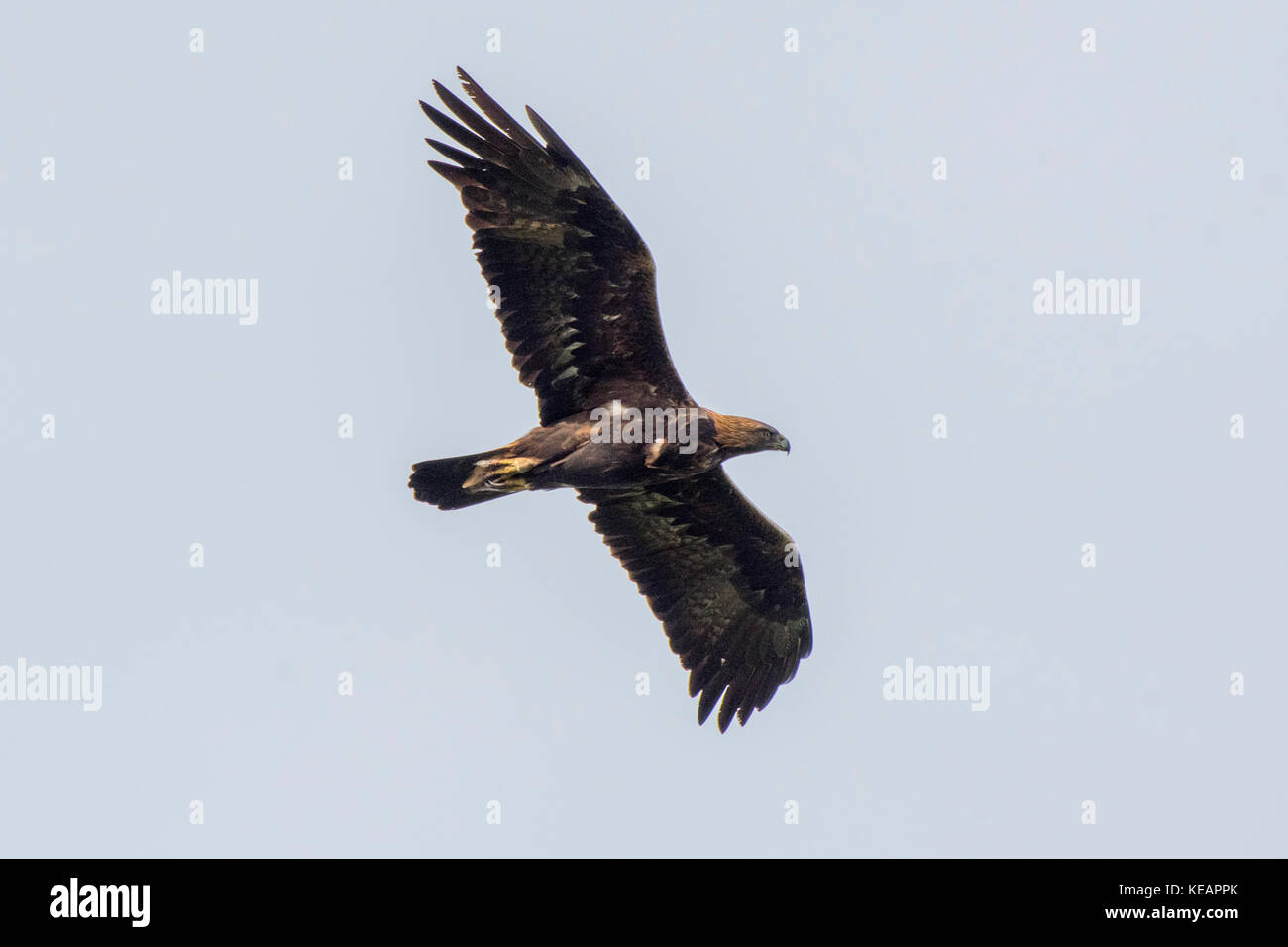 Golden Eagle in Scania in Schweden Stockfoto