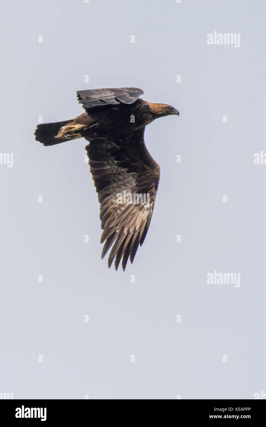 Golden Eagle in Scania in Schweden Stockfoto