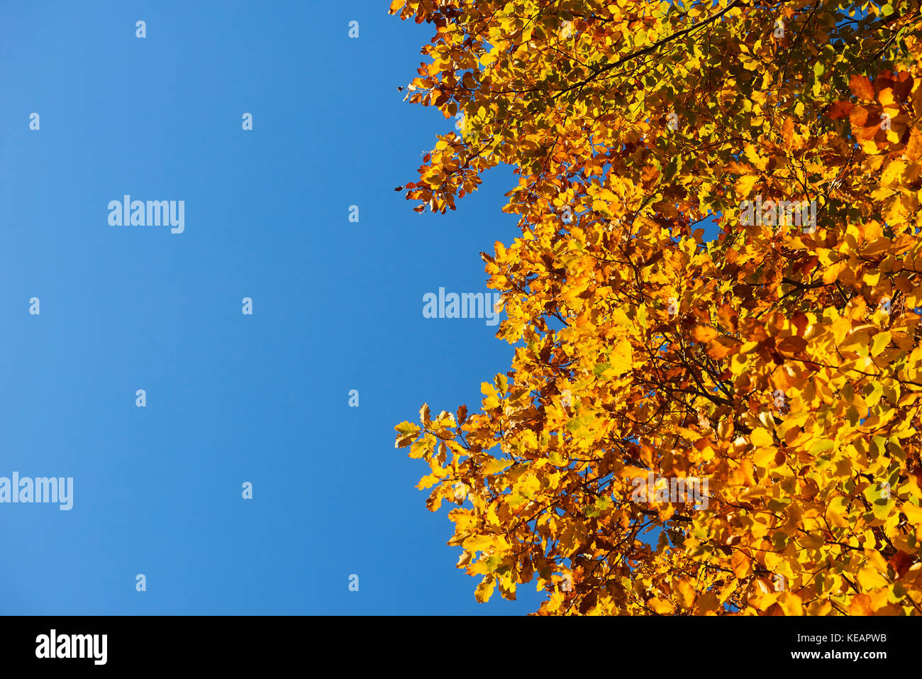 Bäume im Herbst. orange Herbst Baumkronen auf dem Hintergrund des blauen Himmels. Herbst Hintergrund Stockfoto